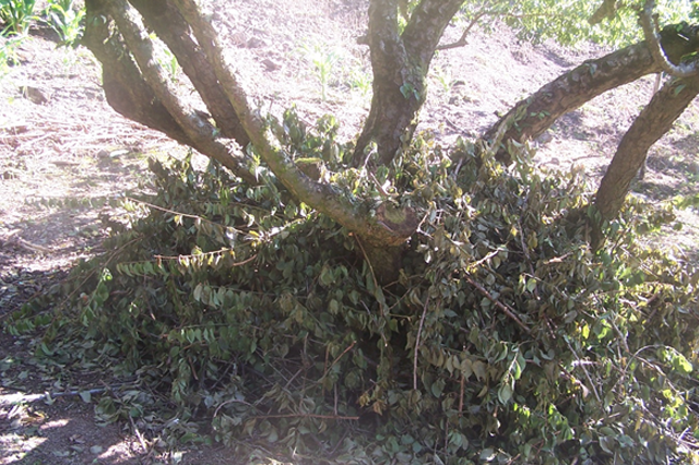 將多餘的枝枒剪除後，堆放於梅子樹的根部，一方面可以保護樹根，枝枒腐爛後也能夠提供養分反饋土壤！孕育來年的果實！傳承 〜〜